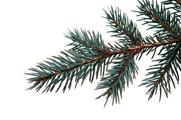 Obraz premium Close-up of a pine branch, showing delicate needles and subtle variations in grayish-green hues against a dark background. Fine details of needle structure, and a hint of golden highlights on edges