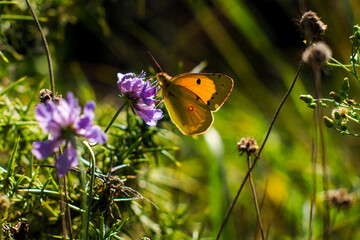For&ecirc;t des Landes de Gascogne, au printemps