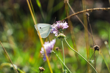 For&ecirc;t des Landes de Gascogne, au printemps