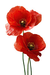Close-up of two vibrant red poppies.  The petals are detailed, showing a smooth texture, and the center displays a collection of seeds.  Thin green stems connect the flowers to the background