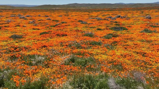 Antelope Valley Poppy Reserve Flowers Dolly Back Slow in Lancaster California USA