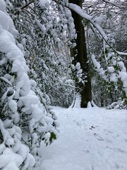 snow covered trees on the way in forest