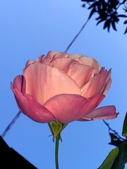 Una rosa alla debole luce del tramonto, su cielo azzurro.