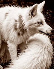 Naklejka premium the gaze of the fox. Oil painting (Key Chroma)