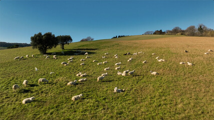 Sheep resting on grassy hills in the Italian countryside, highlighting traditional pastoral life...