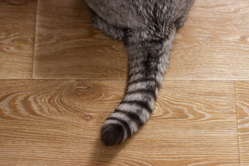 Close-up of a fluffy grey tabby cat's tail with dark rings on a wooden floor