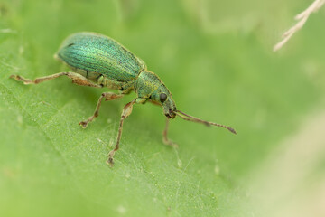 Green nettle weevil (Phyllobius pomaceus) with metallic scales on a leaf, macro photography