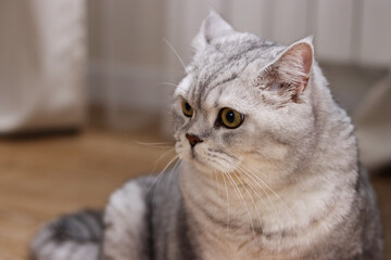 Close-up portrait of a beautiful silver tabby British Shorthair cat indoors