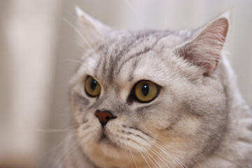Close-up portrait of a beautiful silver tabby cat with striking green eyes