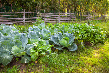 Cabbage Growing on Farm Garden