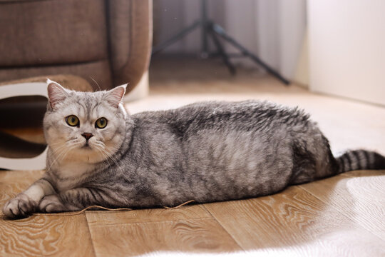 Plump silver tabby cat with striking green eyes lounges on a wooden floor indoors - Powered by Adobe