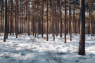Naklejka premium Snow-covered forest with tall trees and soft light creates a serene winter landscape Generative AI