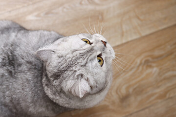 Close-up of a cute silver tabby cat looking up with bright yellow eyes