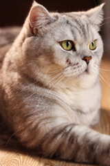 Close-up portrait of a fluffy silver tabby cat with bright green eyes looking away