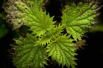 Fototapeta premium Close up top view of vibrant green nettle plant leaves with stinging hairs, herbal medicine and organic nature concept,