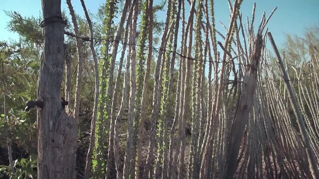 Title: Tilting Shot of Ocotillo Cactus Fence With Spring Leaves in the Arizona Desert