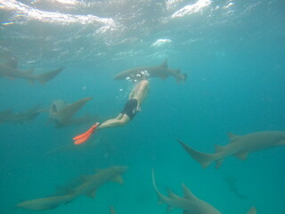 Snorkeling with nurse sharks in crystal clear waters of Vaavu Atoll, Maldives, peaceful underwater encounter with marine wildlife in a tropical Indian Ocean paradise