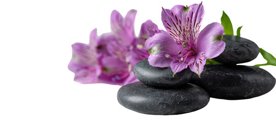Purple flowers and dark stones