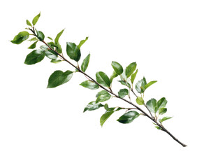 Obraz premium Close-up of a leafy branch. Dark green leaves are densely clustered along a slender, light brown stem. Image is isolated on black background