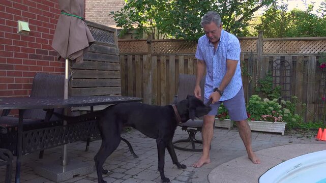 A man in a blue patterned shirt engages a lively black Labrador, Great Dane mutt in a playful tug-of-war with a chew toy in a sunny backyard surrounded by a wooden fence, plants, and patio furniture.
