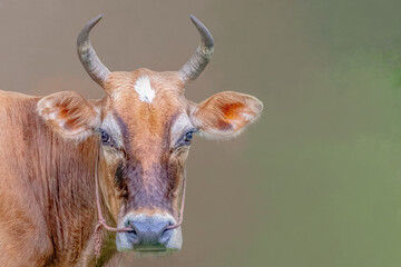 Brown Jersey Cow with Horns in Rural Field Representing Traditional Farming and Agriculture with copy space
