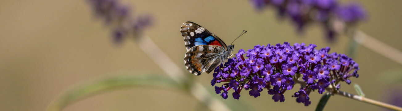 delicate butterfly iridescent wings settles gently onto lush velvety purple buddleia flower warm naturalistic background