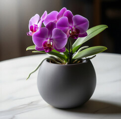 purple orchid in a vase. Beautiful Purple Orchid. Home plant care. High quality photo