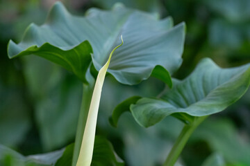 White calla lily plumeria flower with yellow center blooming in a tropical garden showing natural beauty soft petals and fresh spring flora ideal for botanical summer and peaceful nature themes