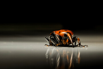 Macro portrait of a Red Palm Weevil on a reflective surface with a black background