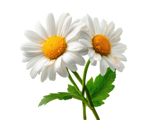 Two white daisies with yellow centers, vibrant green leaves, on black background