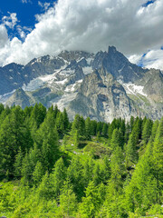 Fototapeta premium Trees in the mountains of the Italian Alps in July 