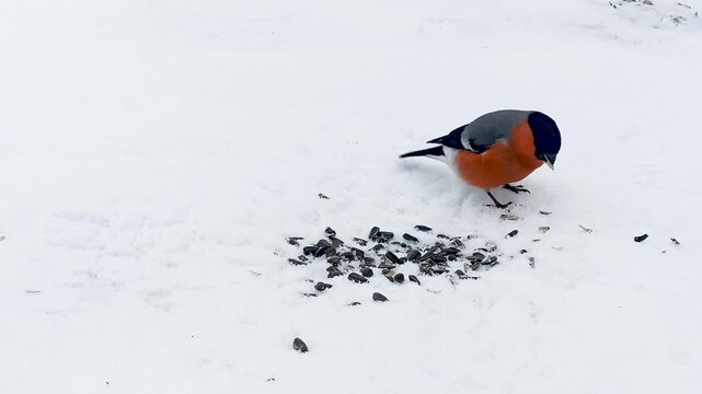 bird on the snow