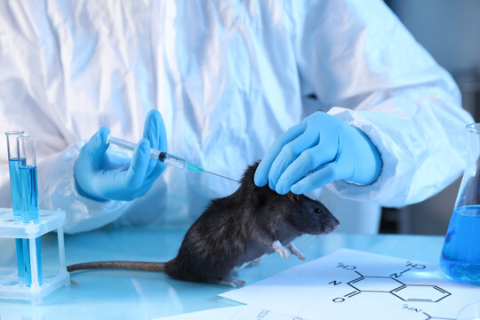 Scientist giving injection to rat at table in laboratory, closeup