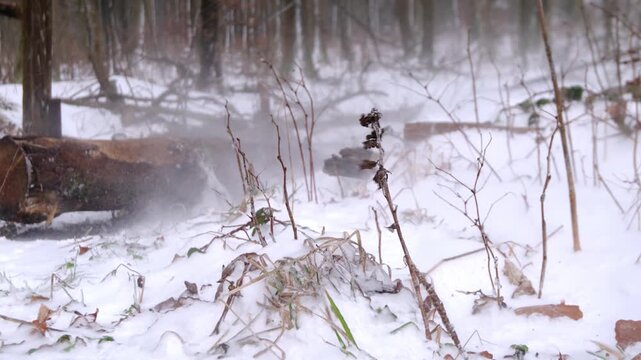 Wind whips snow across frozen tree trunks and grasses in the forest. Atmospheric nature footage shows the harsh power of winter in the Sauerland region. Fine powder snow is swirled by gusty winds.
