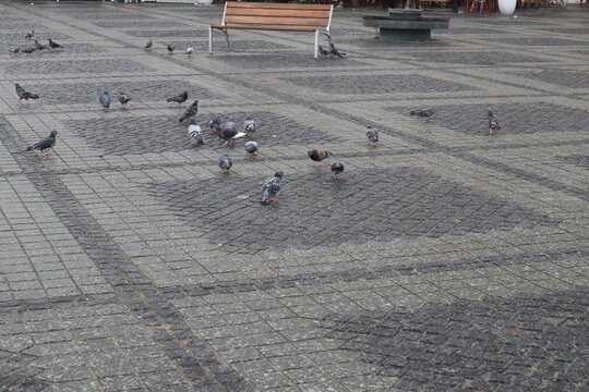 Tauben Schwarm auf der Stra&szlig;e