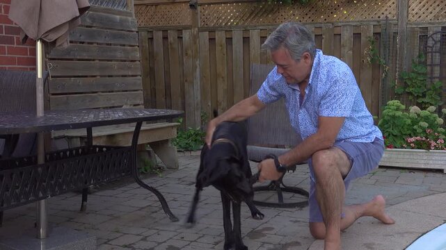 A man on one knee in the backyard plays with his dog by pulling on his chew toy. This 1 year old Great Dane, Labrador mutt is very playful and cute.