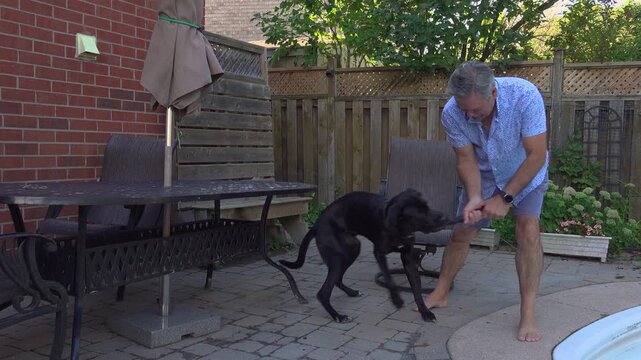 A man in his late 50s, early 60s plays tug of war with his black Labrador and Great Dane mutt in the backyard. The man and the puppy both pull hard on the chew toy.
