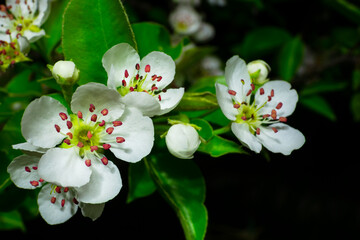 White flowers on the branches of a fruit tree. Spring blooms and green leaves close-up against a black and dark background