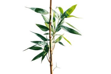 Fototapeta premium Close-up of a bamboo plant stem with vibrant green leaves