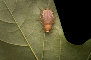 Dusky cockroach (Planuncus tingitanus) on a leaf, macro of a wild outdoor cockroach

