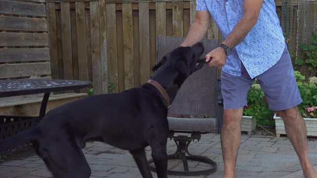 A man plays tug-of-war with his dog using a rubber chew toy in the backyard during summer. This 1 year old Great Dane, Labrador mutt is very playful and cute.