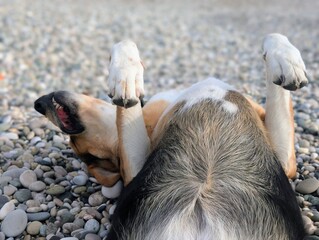 A dog is resting on the seashore with its paws up.