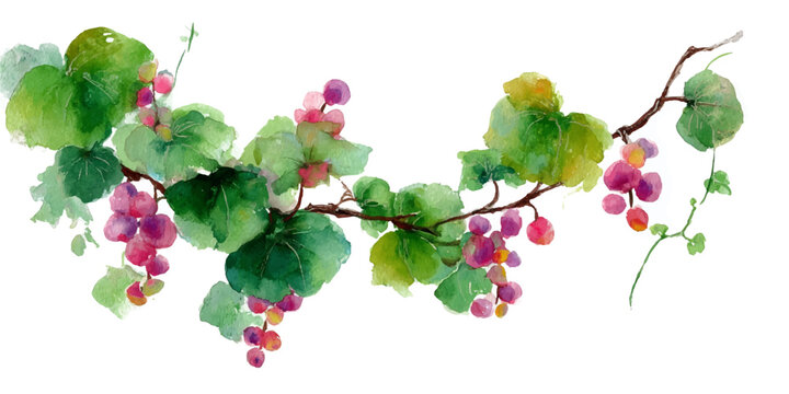 A delicate watercolor painting of a grape vine adorned with clusters of purple grapes and green leaves, set against a white background.