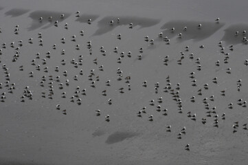 Gaviotas en la playa