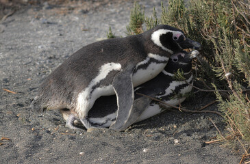 Ping&uuml;ino de magallanes copula.