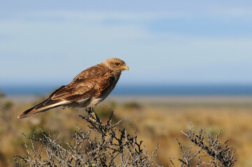 Carancho juvenil ave