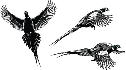 Pheasant silhouette illustration set with three flying birds in varied wing positions and green head accents 