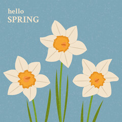 Banner with daffodils hello spring. Blooming flowers poster. Vector flat illustration.