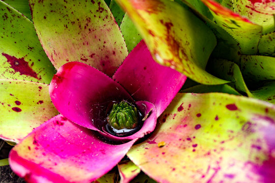 Neoregelia 'Hawaii' Bromeliad close up