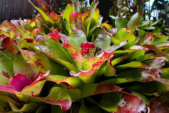 Neoregelia 'Hawaii' Bromeliad close up